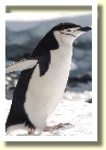 Antarctica2563