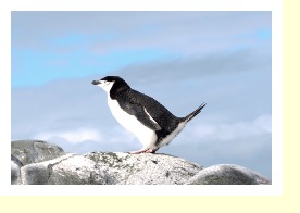 Antarctica2569