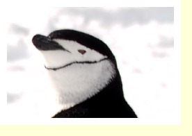 Antarctica25732