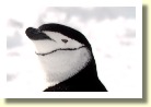 Antarctica25732
