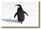 Antarctica2642