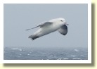 Antarctica265