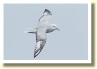 Antarctica269