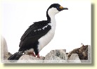 Antarctica2720