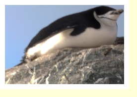 Antarctica2736