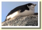 Antarctica2736