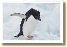 Antarctica2794