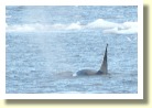 Antarctica2811