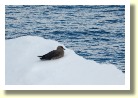 Antarctica2821