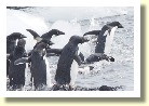 Antarctica2877