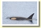 Antarctica2909