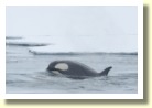 Antarctica2931