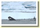 Antarctica2958