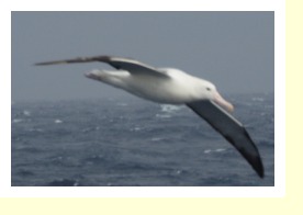 Antarctica297
