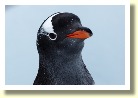 Antarctica2971