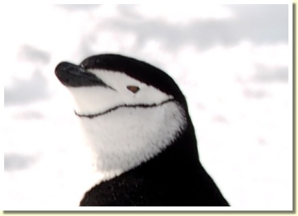 Antarctica37