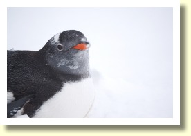 Antarctica67