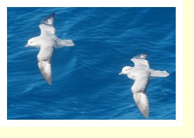 Antarctica9