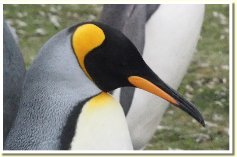 Falklands1