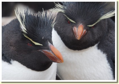 Falklands1