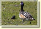 Falklands2106