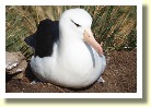 Falklands21297