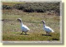 Falklands21476