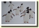 Falklands21618