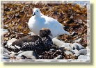 Falklands2178