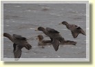 Falklands21899