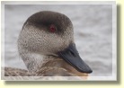 Falklands220302