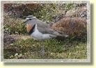Falklands22104