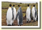 Falklands22140