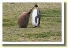 Falklands22152