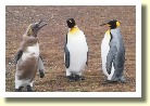 Falklands22162