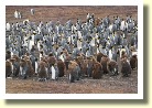 Falklands22164