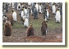 Falklands22166