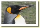 Falklands221682