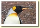 Falklands221712