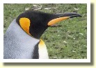 Falklands221772