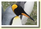 Falklands22179