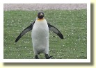 Falklands22184