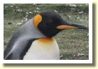 Falklands22192