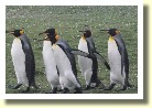 Falklands22195