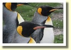 Falklands22199