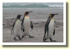 Falklands22256