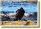 Falklands2274