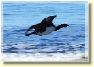Falklands2306
