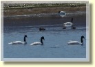 Falklands2375
