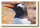 Falklands2435